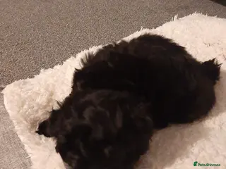 Maltese dogs Maltese hybrid puppies - Advert 7