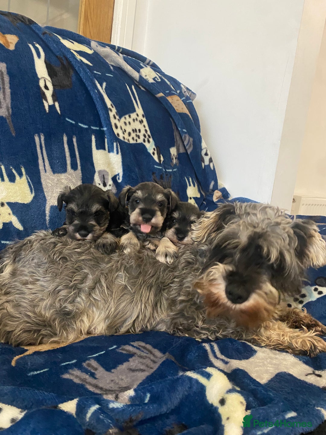 Miniature Schnauzer dogs for sale: Miniature Schnauzer - Advert 1