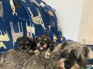 Miniature Schnauzer dogs Miniature Schnauzer - Advert 3