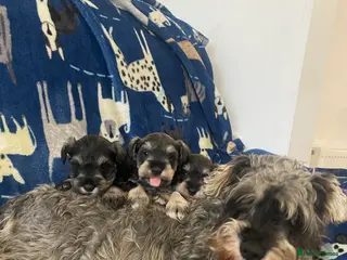 Miniature Schnauzer dogs Miniature Schnauzer - Advert 1