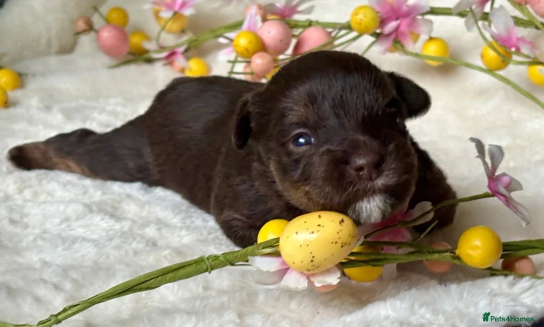 Miniature Schnauzer dogs for sale: Last KC Chocolate Parti Mini Schnauzer - Advert 9