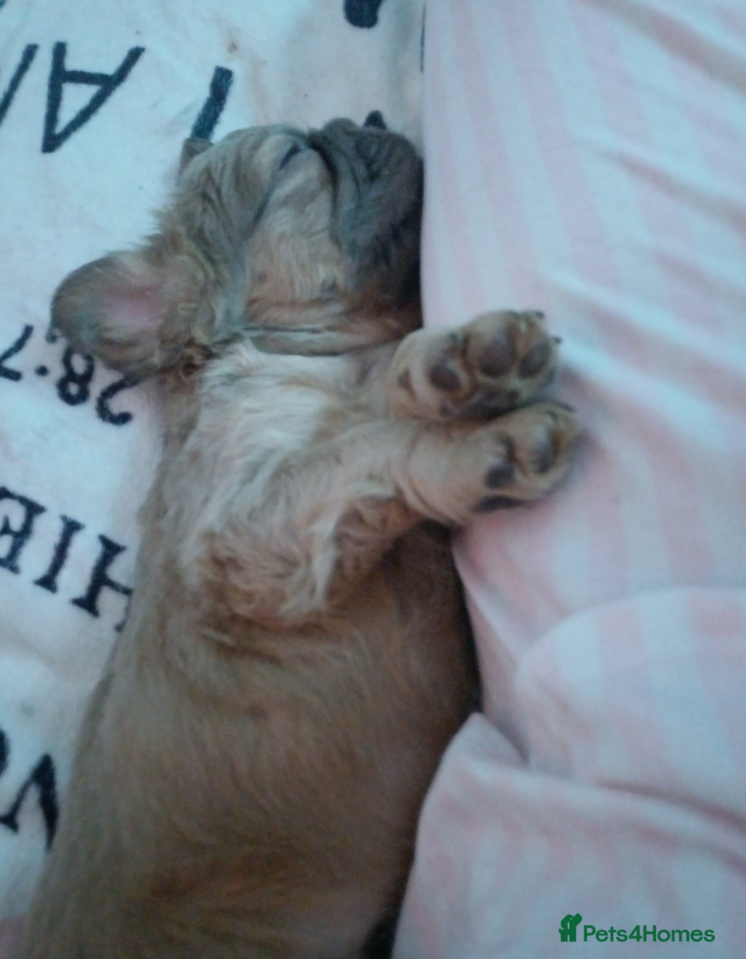 French Bulldog dogs for sale: Adorable fluffy frenchies ready for loving homes - Advert 17