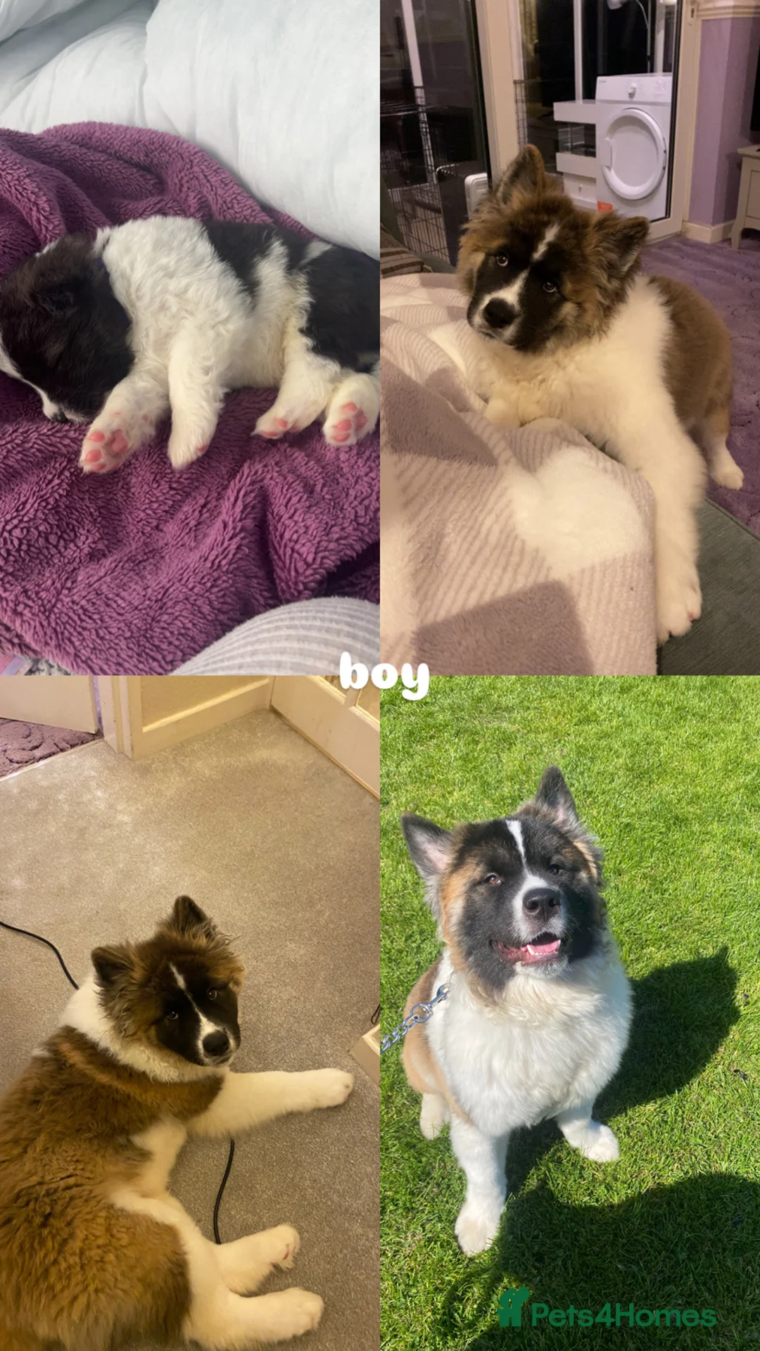 Akita dogs for sale: japanese x american akitas  in Exeter - Advert 2