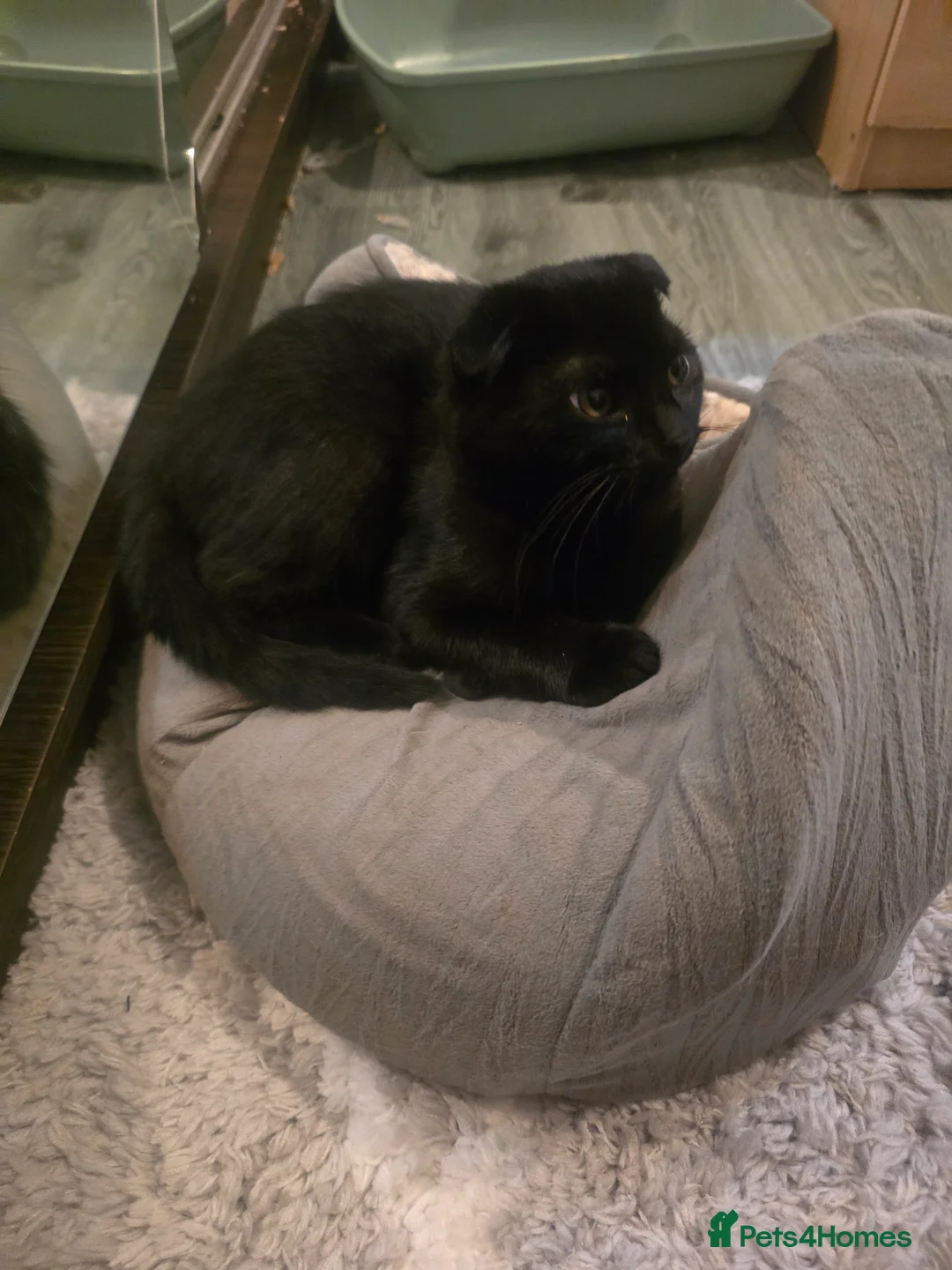 Mixed Breed cats for sale: 1 female kitten - Advert 3