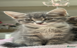 Mixed Breed cats for sale: 4 kittens for sale - Image 4