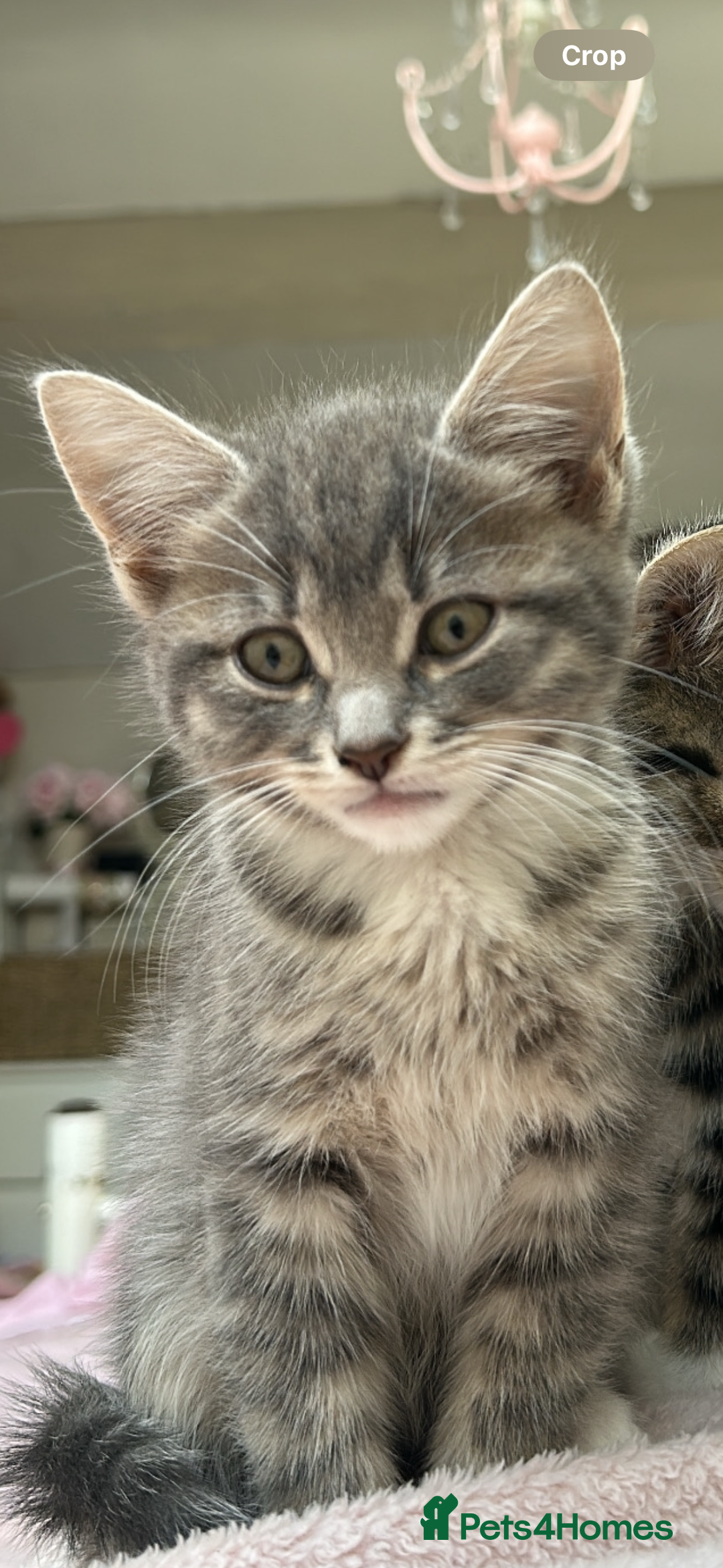 Mixed Breed cats for sale: 4 kittens for sale - Image 4