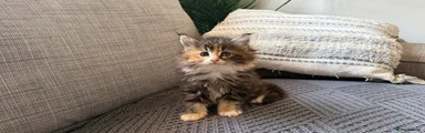 Maine Coon Kitten 3
