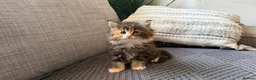 Maine Coon cats for sale: Beautiful half Maine coon kittens available.  in Bristol - Advert 13