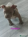 American Bully Puppy 9