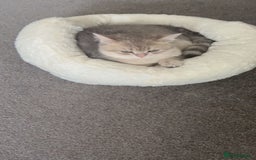 British Shorthair cats for sale: BSH beautiful kittens for sale  in Wigston - Image 4