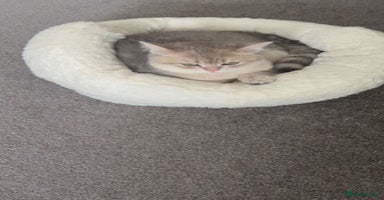 British Shorthair cats in Wigston - Advert 14