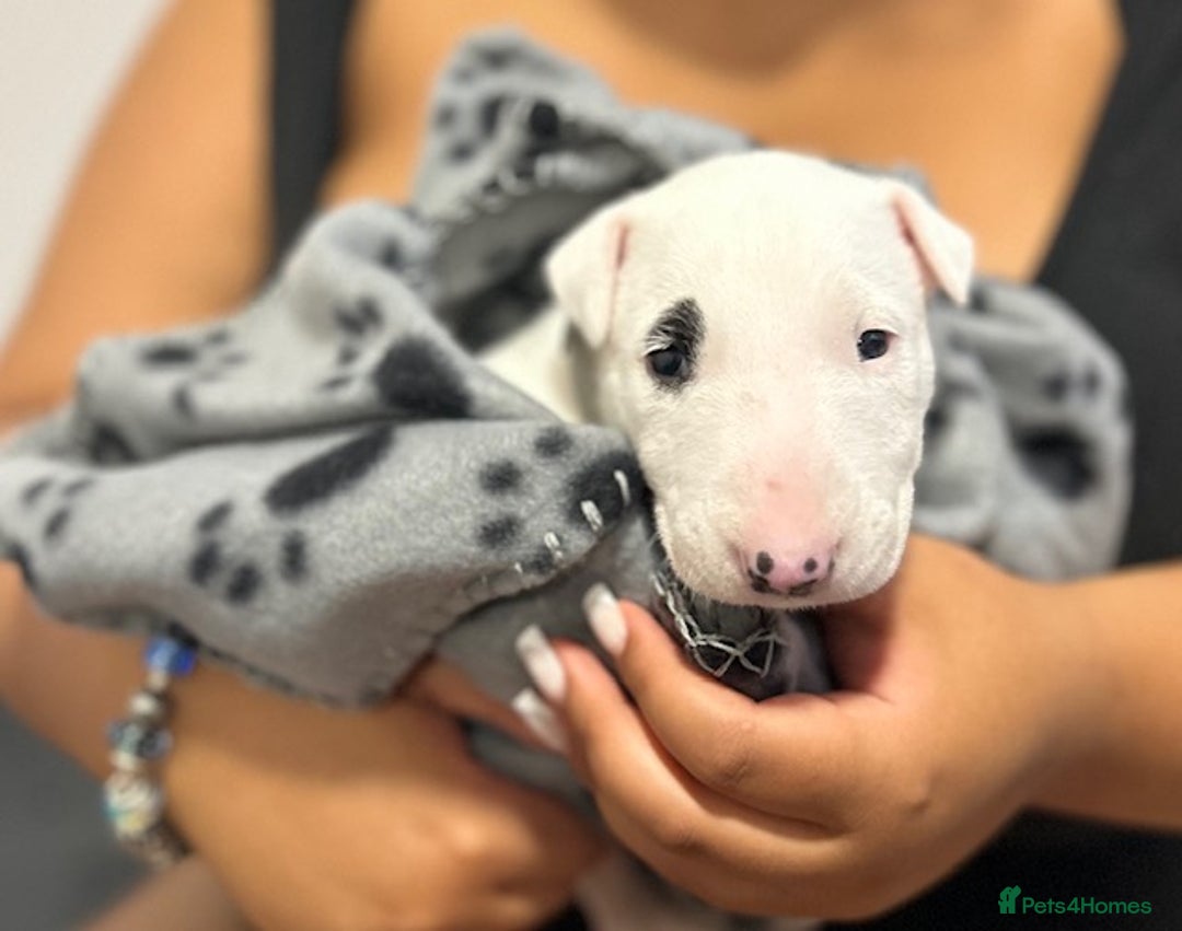 Bull Terrier dogs for sale: Bull Terrier Puppies - Image 7
