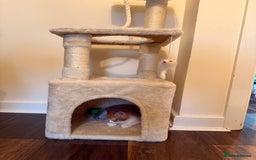 Mixed Breed cats for sale: Fredy - Image 5