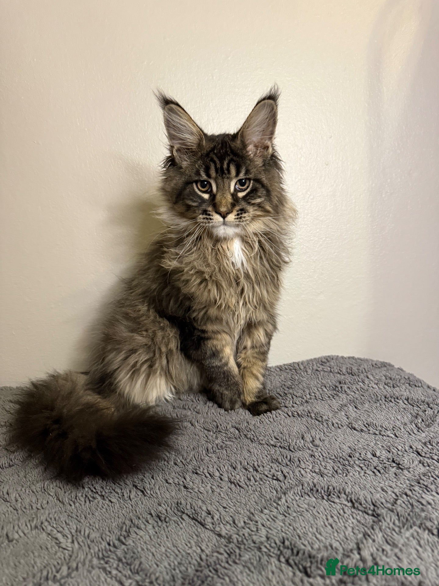 Maine Coon cats Stunning Maine Coon kittens - Advert 3