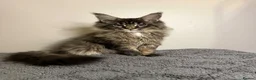 Maine Coon cats for sale: Stunning Maine Coon kittens - Advert 1