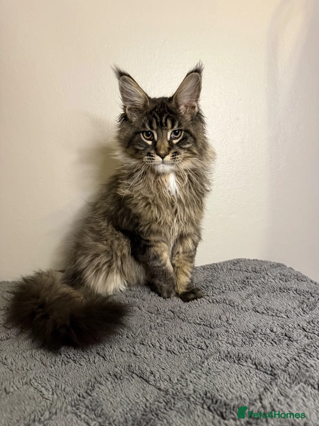 Maine Coon cats for sale: Stunning Maine Coon kittens - Advert 1