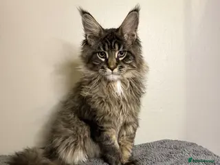 Maine Coon cats Stunning Maine Coon kittens - Advert 6
