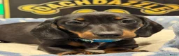 Dachshund dogs for sale: Kc standard dachshund puppy - Advert 4
