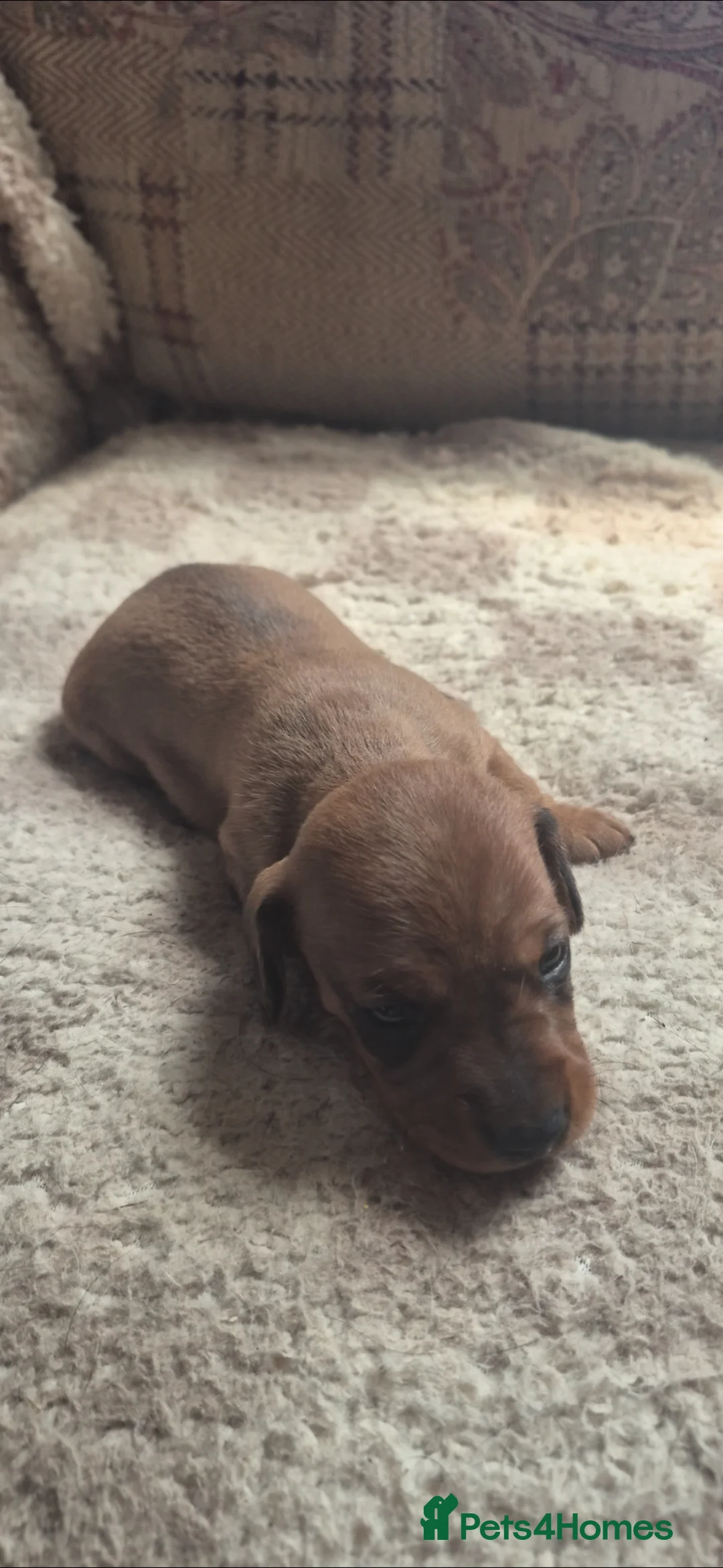 Miniature Dachshund dogs for sale: Miniture short haired dachshund  - Advert 2