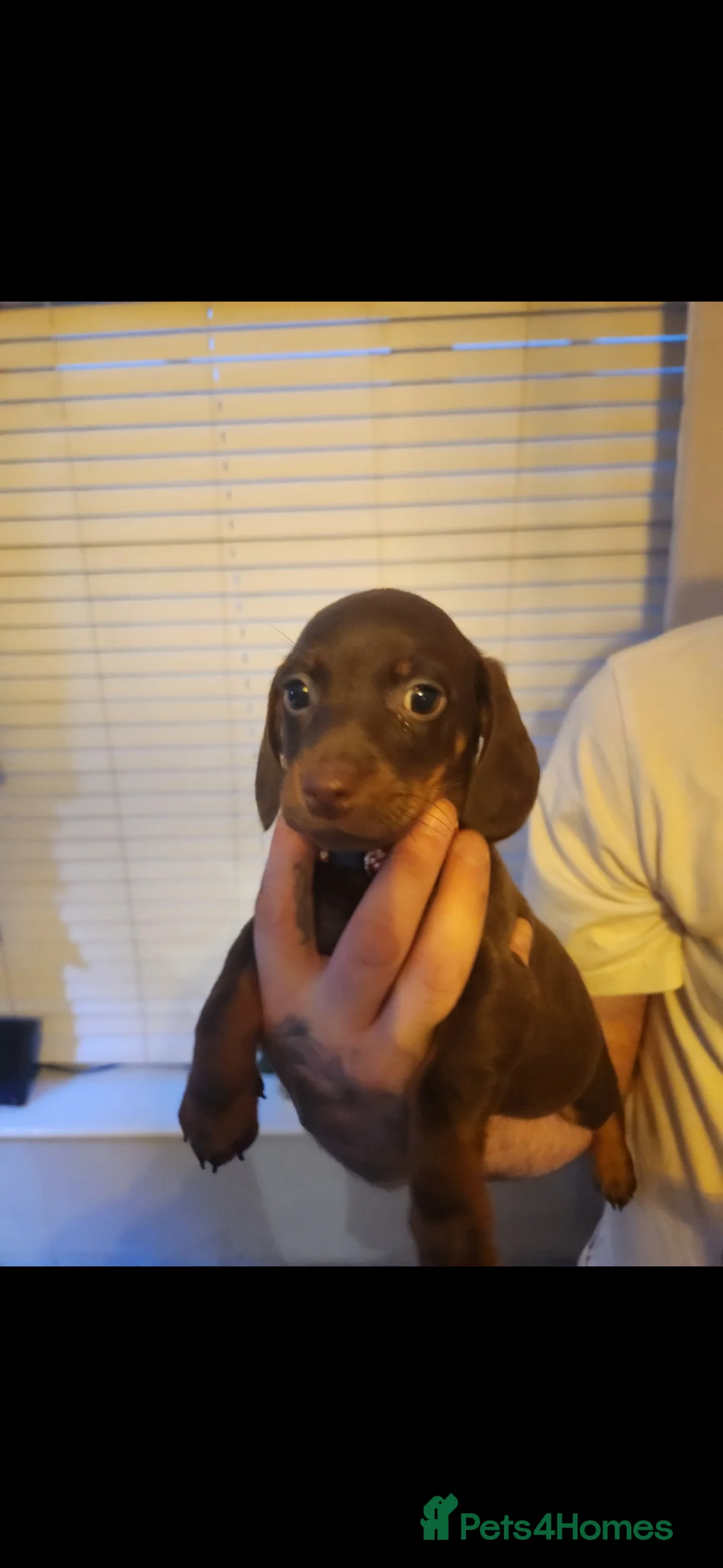 Miniature Dachshund dogs for sale: READY TO LEAVE  - Advert 1