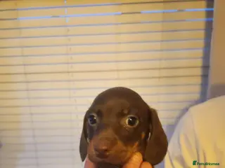 Miniature Dachshund dogs READY TO LEAVE - Advert 8