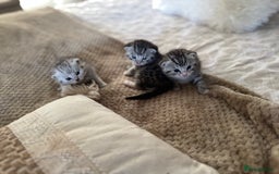 British Shorthair cats for sale: Beautiful lilac British shorthair X kittens - Image 6