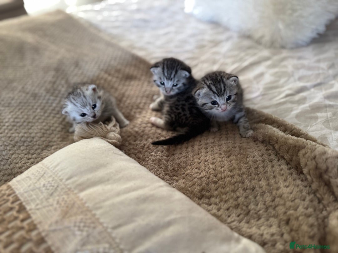 British Shorthair cats for sale: Beautiful lilac British shorthair X kittens - Image 6