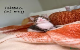 Mixed Breed cats for sale: Stunning kittens 8 weeks old ready now  - Image 12