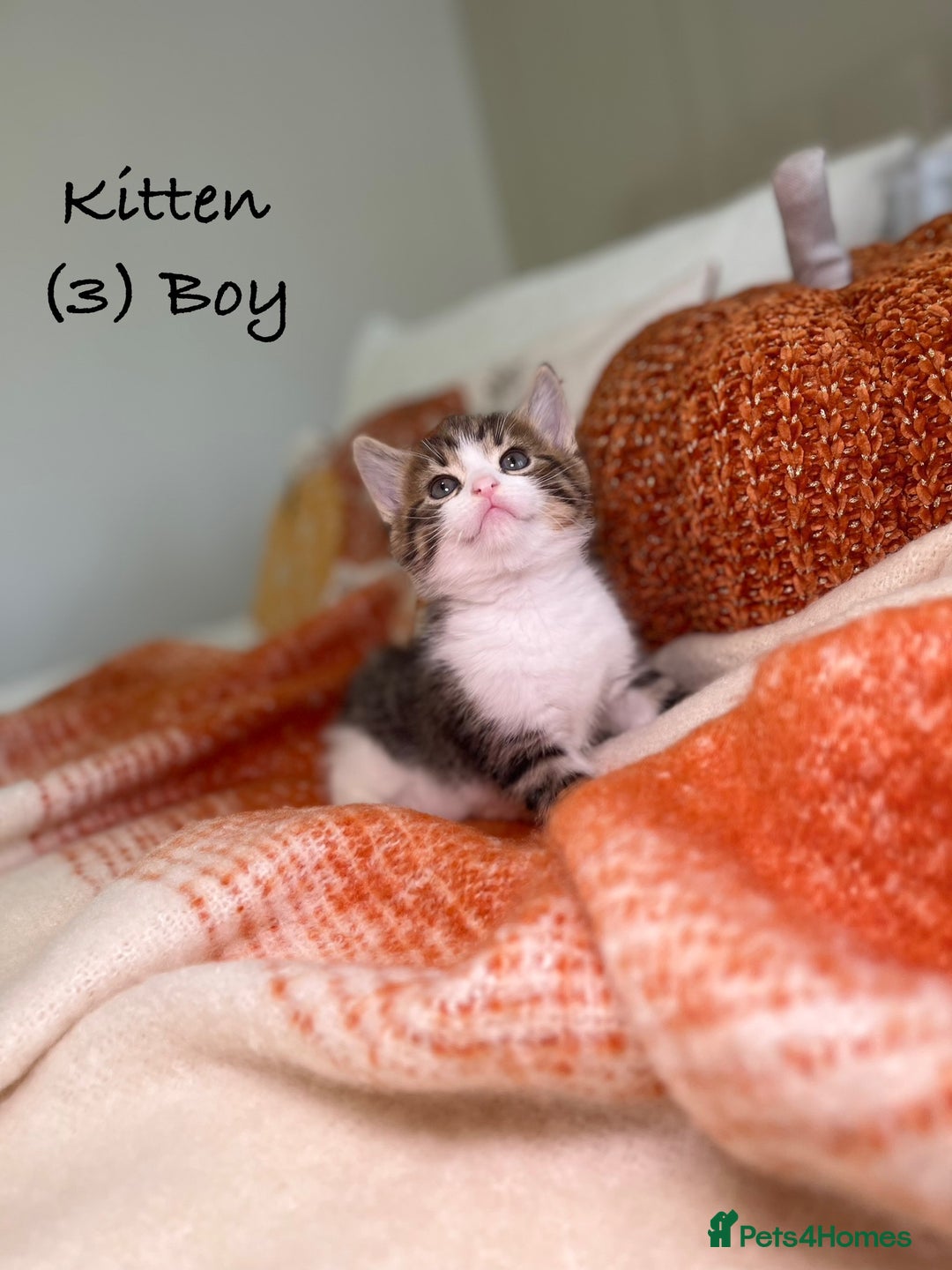 Mixed Breed cats for sale: Stunning kittens 8 weeks old ready now  - Image 12