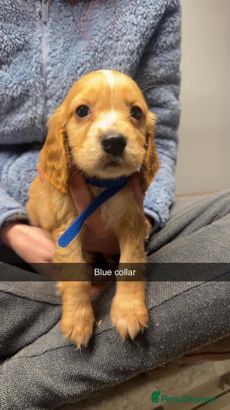 Cocker Spaniel dogs Cocker spaniel pups - Advert 1