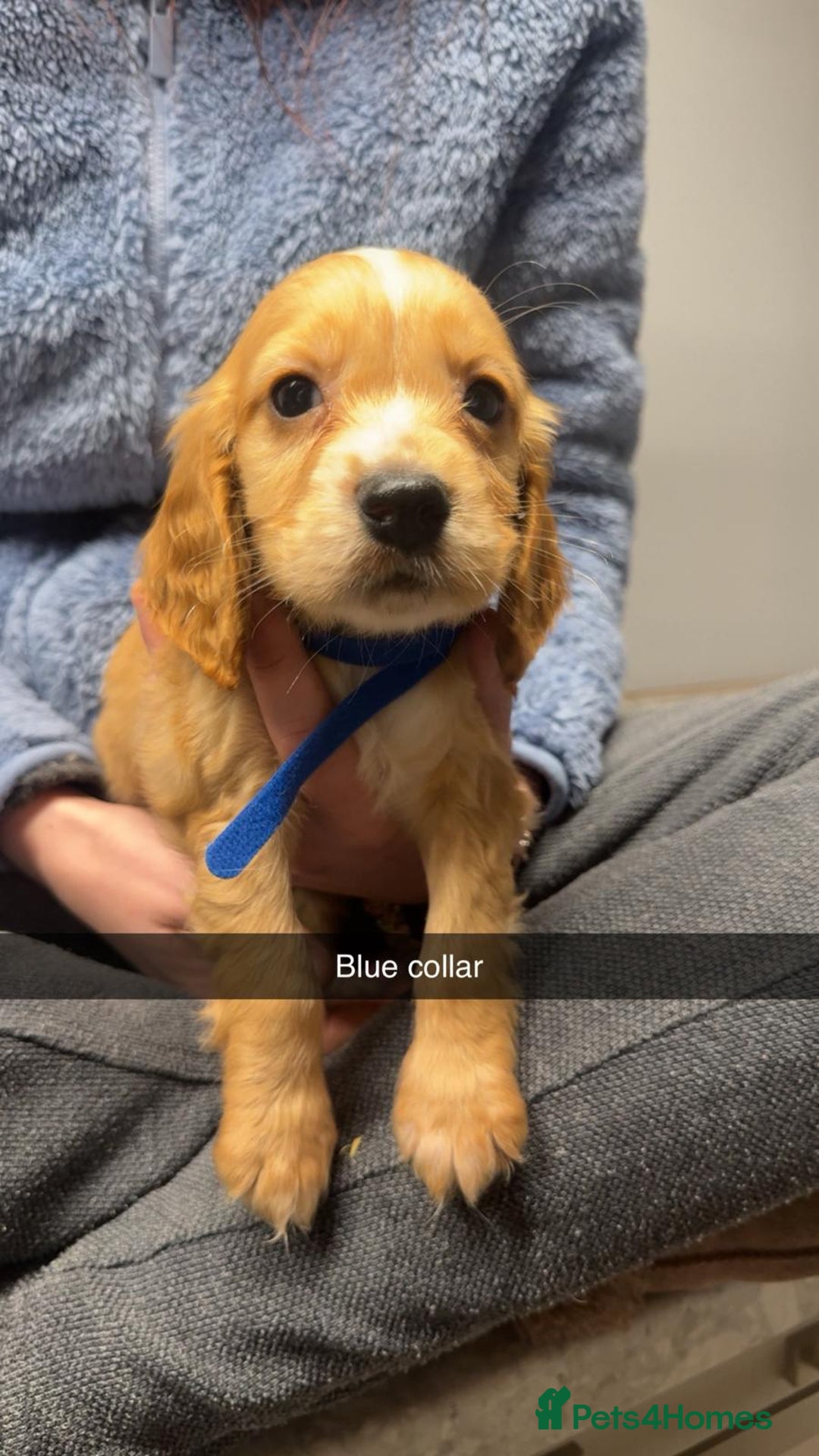 Cocker Spaniel dogs for sale: Cocker spaniel pups - Advert 1