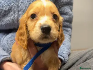 Cocker Spaniel dogs Cocker spaniel pups - Advert 12