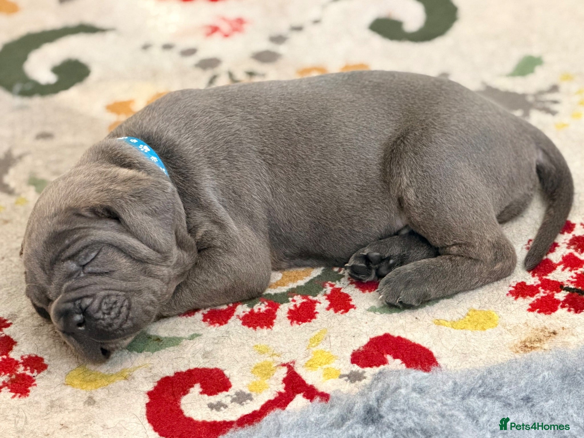Cane Corso dogs Final 3 girls, 1 boy  -health tested parents. - Advert 1