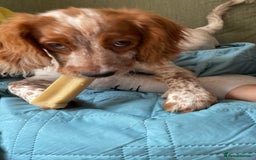 Cocker Spaniel dogs for sale: Beautiful Cocker Spaniel Female Puppy - Image 3