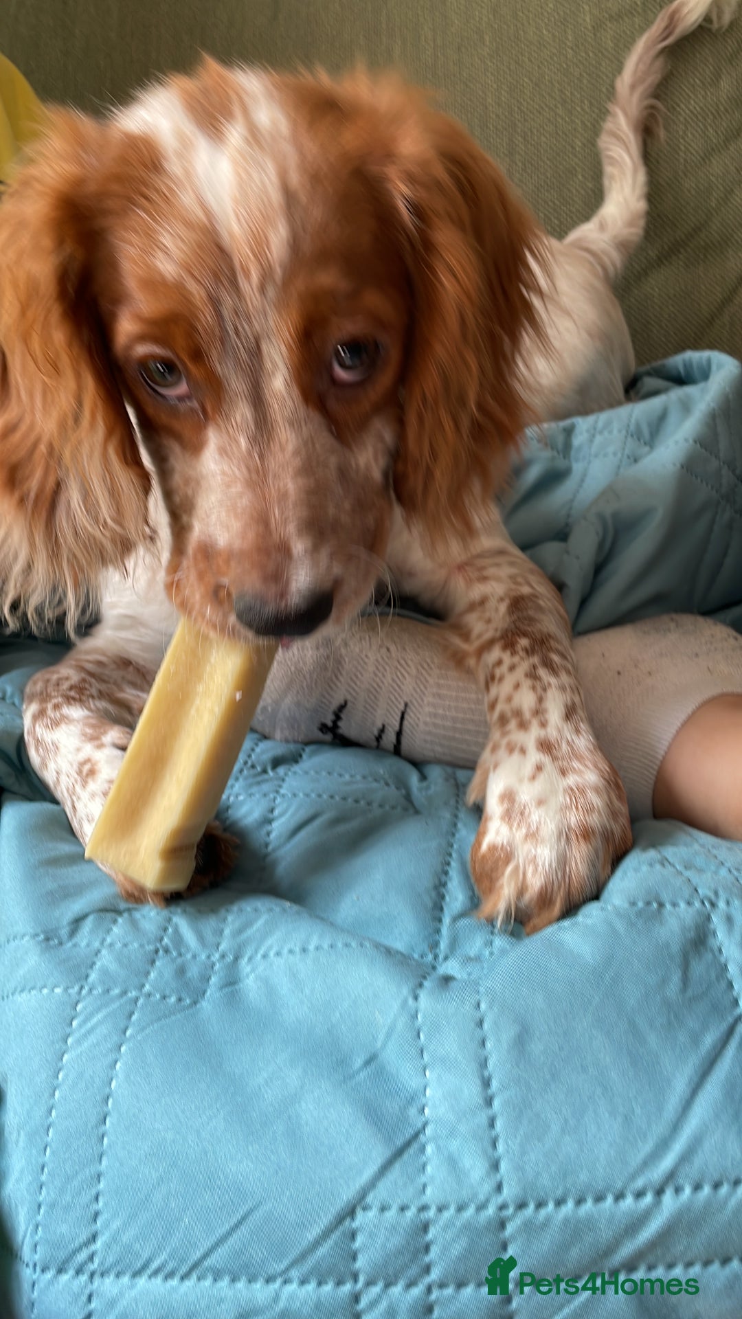 Cocker Spaniel dogs for sale: Beautiful Cocker Spaniel Female Puppy - Image 3
