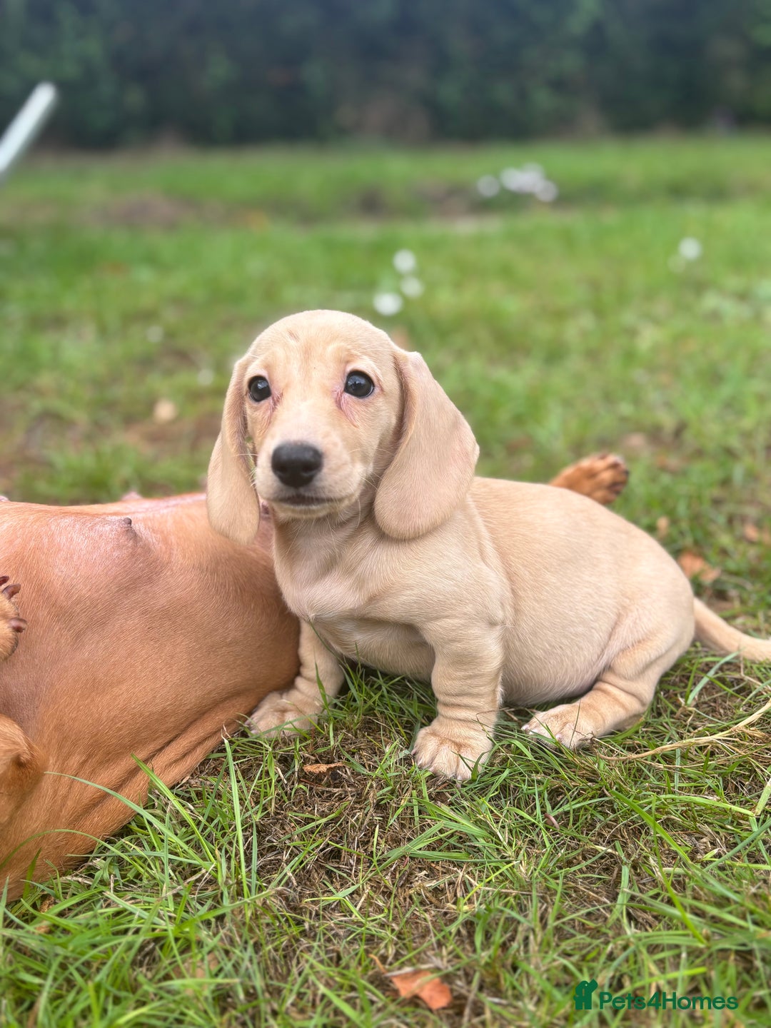 Miniature Dachshund dogs for sale: 🐶 Miniature Smooth Haired Dachshunds. KC REG. 🐶  - Image 24