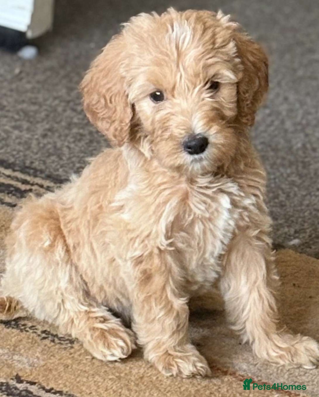 Goldendoodle dogs for sale: READY NOW! F1B golden doodles  - Image 5