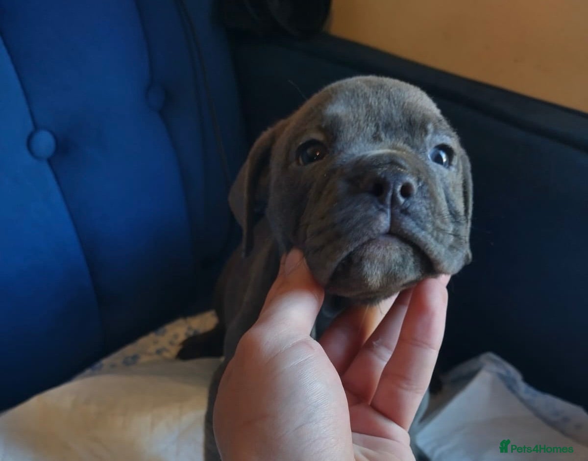 Olde English Bulldogge dogs Ready to leave Old English bulldog puppy’s  - Advert 4