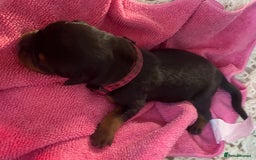 Rottweiler dogs for sale: Hulk and Ruby Rottweiler puppies  - Image 8