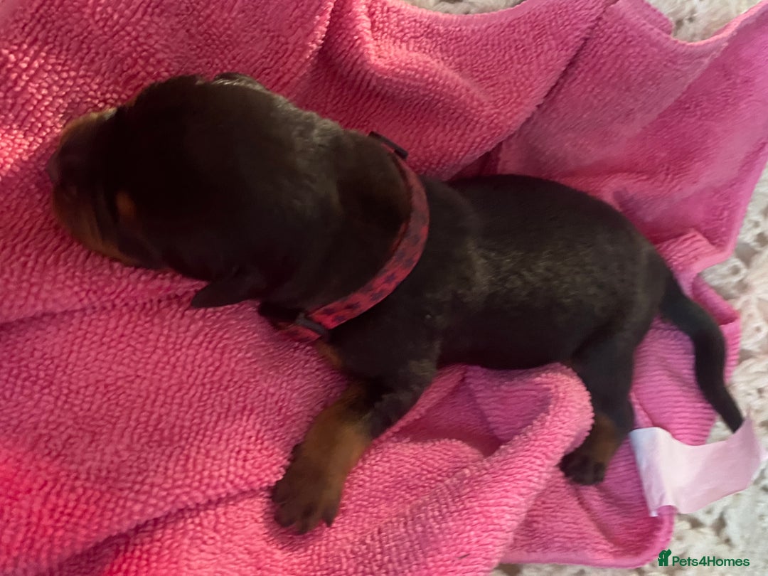 Rottweiler dogs for sale: Hulk and Ruby Rottweiler puppies  - Image 8
