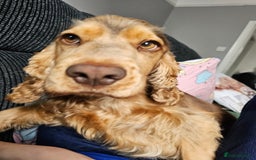 Cocker Spaniel dogs for sale: 1 year old cocker spaniel PLEASE READ! - Image 4