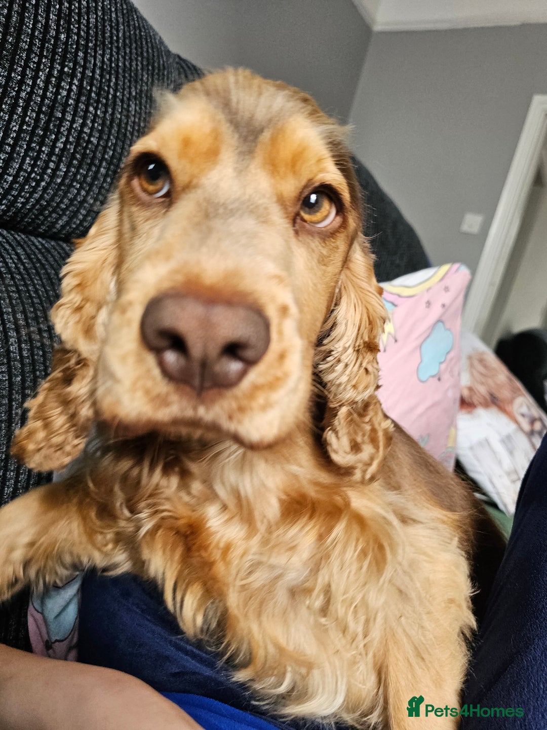 Cocker Spaniel dogs for sale: 1 year old cocker spaniel PLEASE READ! - Image 4