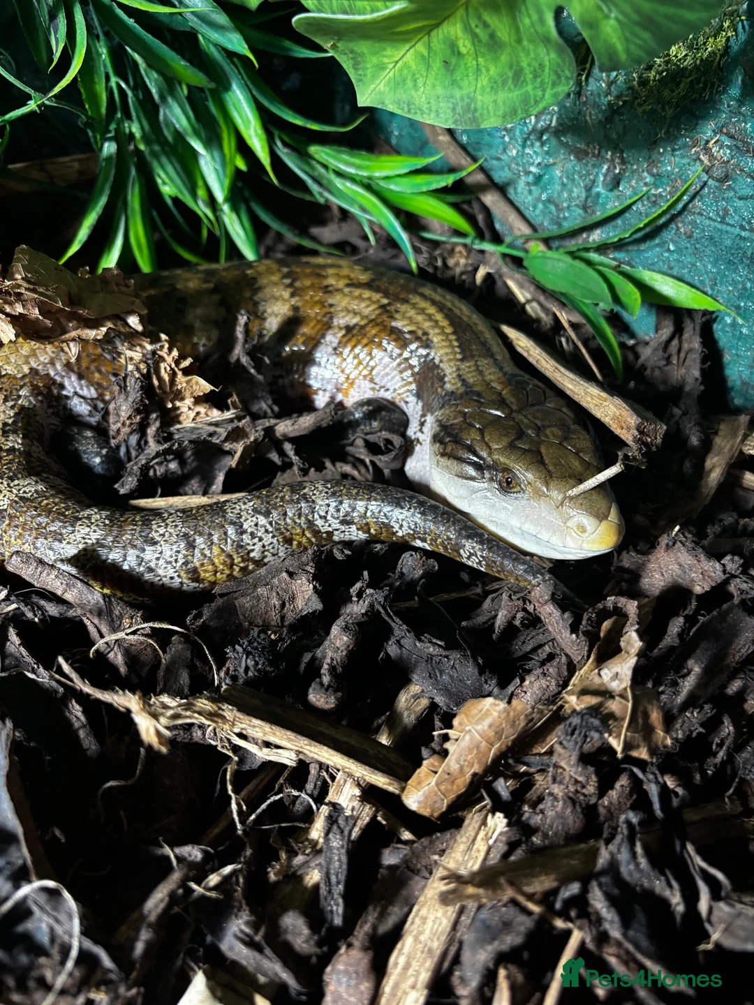 Skink reptiles for sale: Irian Jaya Blue Tongue Skink  - Advert 2