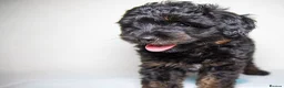 Havapoo dogs for sale: 3 Havapoo. 5 star breeder. - Advert 6