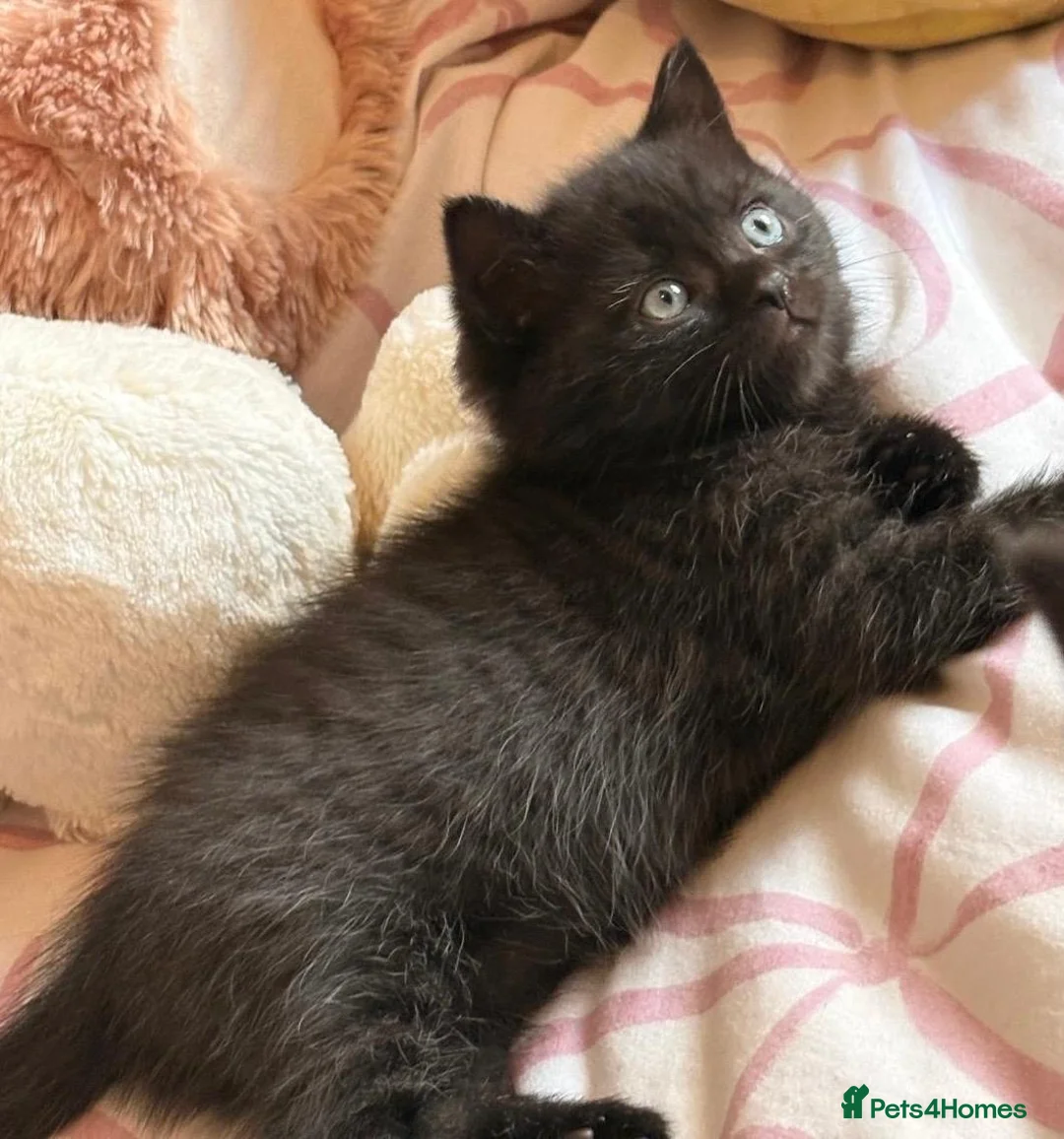 British Shorthair cats for sale: British shorthair kittens for sale  - Advert 9