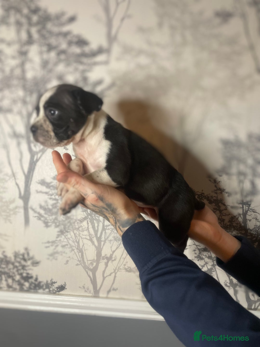 Shorty Bull dogs for sale: Proper pocket bully’s - Advert 14