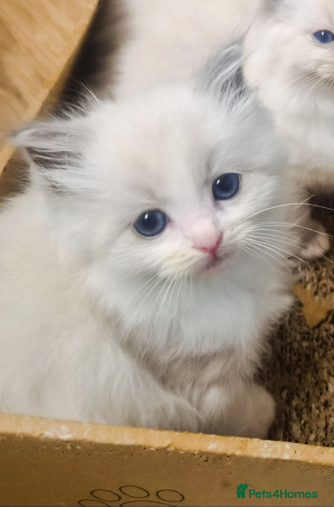 Ragdoll cats for sale: Ragdoll Kittens 😸 ♥️ - Advert 2