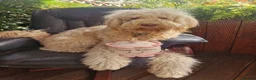 Bernedoodle dogs for sale: F1b Apricot Medium Bernedoodle  - Advert 8