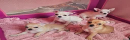 Chihuahua dogs for sale: Chihuahuas for SALE! - Advert 2