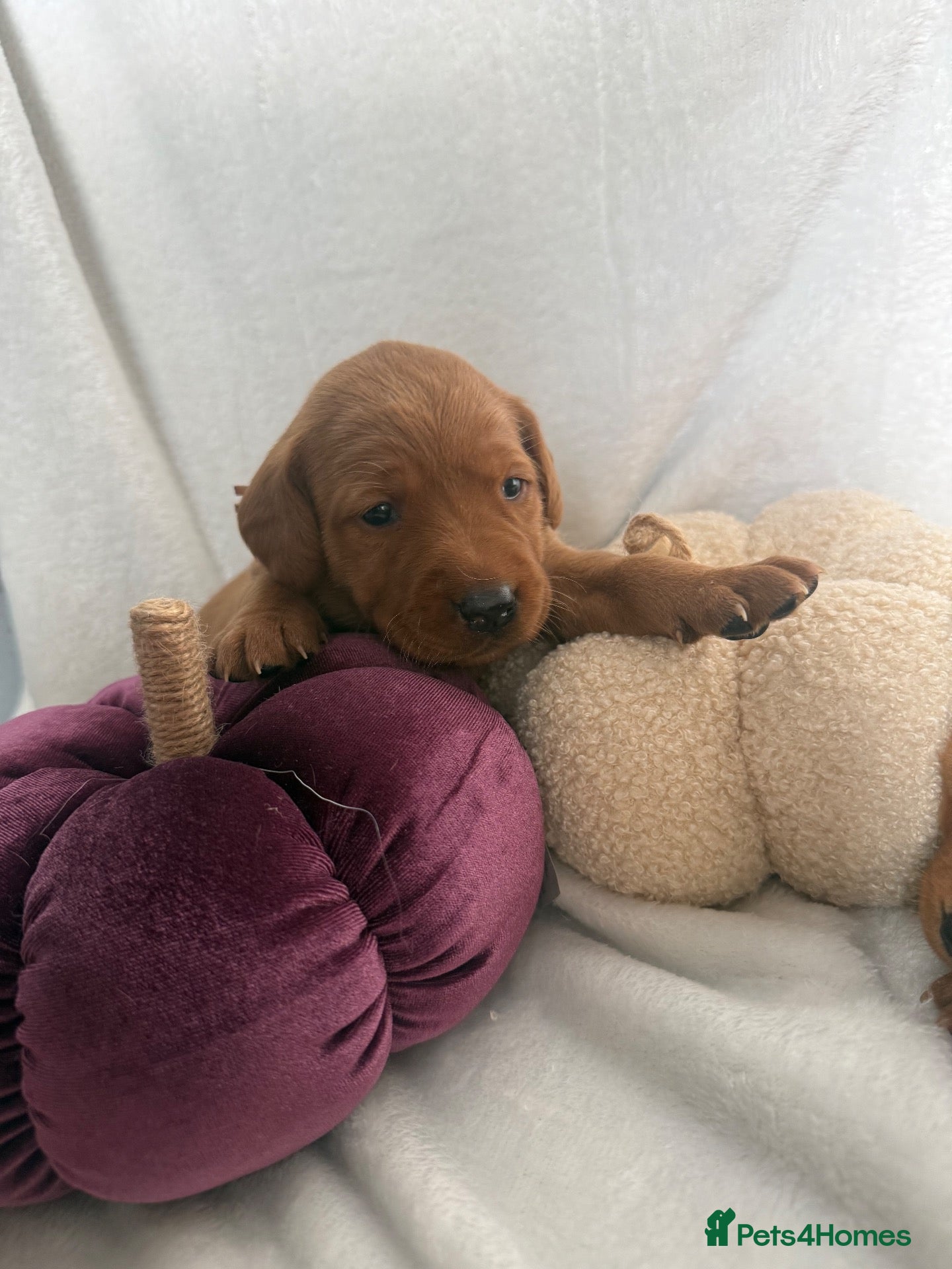 Labrador Retriever dogs Exceptional Fox Red Labrador Puppies  - Advert 1